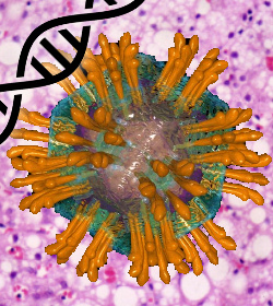 Test genetico virus hepatitis C